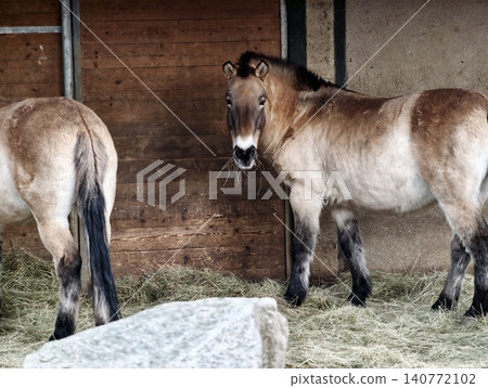 Wild Przewalski horses peacefully standing near wooden doors in conservation sanctuary setting Wild Przewalski horses peacefully standing near wooden doors in conservation sanctuary setting 140772102