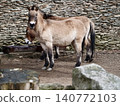 Two untamed horses by rustic stone wall. Wild equines with thick manes near rugged stone setting 140772103