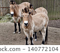Group of horses at reserve. Mix of juvenile and mature wild horses stand alert in natural enclosure 140772104