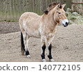 An authentic outdoor exhibit showcasing Przewalski horse in its natural habitat environment 140772105