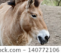 Przewalski pony detailed headshot. Detailed and expressive image capturing essence of wild Przewalski pony 140772106