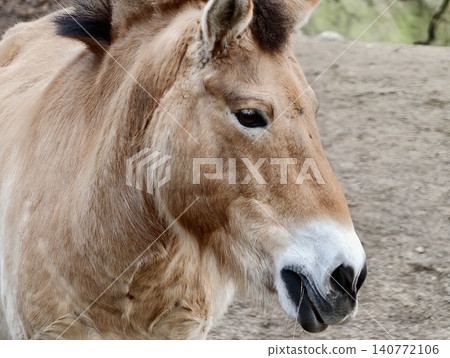 Przewalski pony detailed headshot. Detailed and expressive image capturing essence of wild Przewalski pony Przewalski pony detailed headshot. Detailed and expressive image capturing essence of wild Przewalski pony 140772106