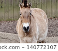 Gentle horse with warm tones. Detailed side view of peaceful horse showcasing soft gaze and warm colors 140772107