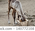 Young goats share gentle meal. Two playful young goats enjoy peaceful feeding by wooden trough 140772108