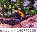 Luminous orange amphibian positioned on moist forest log with sharp focus and striking contrast 140772109