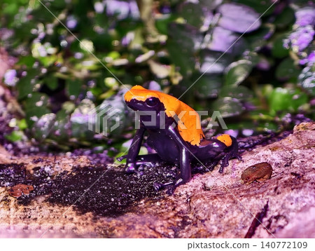 Luminous orange amphibian positioned on moist forest log with sharp focus and striking contrast 140772109