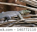 Serene scene with lizard on frond. Calm garden lizard basking comfortably amidst gentle natural sunlight 140772110