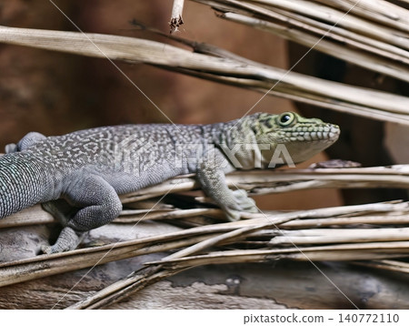 Serene scene with lizard on frond. Calm garden lizard basking comfortably amidst gentle natural sunlight Serene scene with lizard on frond. Calm garden lizard basking comfortably amidst gentle natural sunlight 140772110