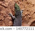 Vertical shot emphasizing sharp details and textured patterns of desertcolored lizard gripping sandy wall 140772111