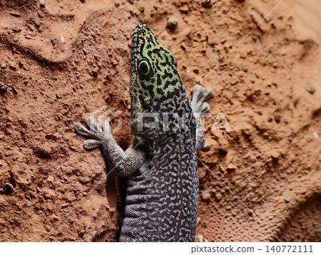 Vertical shot emphasizing sharp details and textured patterns of desertcolored lizard gripping sandy wall Vertical shot emphasizing sharp details and textured patterns of desertcolored lizard gripping sandy wall 140772111
