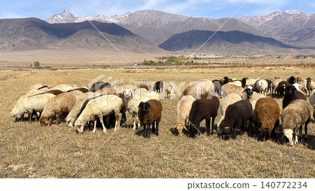 White, brown and beige sheep graze in the meadow. A herd of sheep chews grass in a mountainous area in Kyrgyzstan. Mountains, hills and rocks in the background. The concept of agriculture 140772234