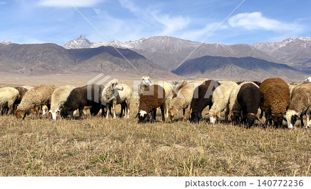 Funny colorful sheep are eating grass in a meadow on a sunny summer day. Agricultural industry. Mutton for sale. Grazing of livestock. A small herd of sheep graze in the mountains of Kyrgyzstan Funny colorful sheep are eating grass in a meadow on a sunny summer day. Agricultural industry. Mutton for sale. Grazing of livestock. A small herd of sheep graze in the mountains of Kyrgyzstan 140772236