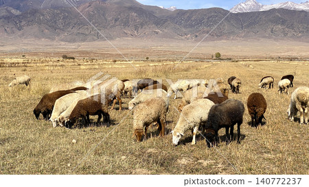 Animal husbandry in Kyrgyzstan. Fluffy woolly sheep eat grass in a meadow on a sunny summer day in the mountains. Agricultural industry. Mutton for sale. Grazing of livestock Animal husbandry in Kyrgyzstan. Fluffy woolly sheep eat grass in a meadow on a sunny summer day in the mountains. Agricultural industry. Mutton for sale. Grazing of livestock 140772237