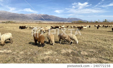 Grazing of livestock from sheep in the mountains of Kyrgyzstan. Fluffy colorful sheep graze in a meadow on a sunny day. Agricultural industry. Mutton for sale. A wild herd of sheep grazes Grazing of livestock from sheep in the mountains of Kyrgyzstan. Fluffy colorful sheep graze in a meadow on a sunny day. Agricultural industry. Mutton for sale. A wild herd of sheep grazes 140772238