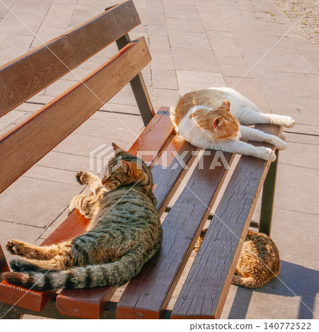 Stray Cats Resting on a Wooden Bench in Antalya Old Town Stray Cats Resting on a Wooden Bench in Antalya Old Town 140772522