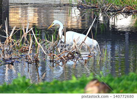 Great Egret on the water 140772680