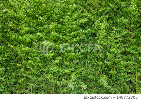 A lush green bamboo forest with young bamboo stalks. A lush green bamboo forest with young bamboo stalks. 140772706