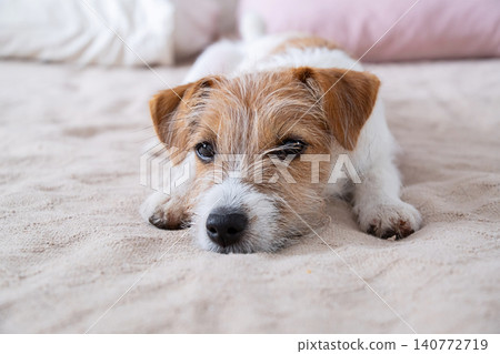 Jack Russell Terrier puppy resting on soft bed. Cute small dog relaxing and looking at camera. Jack Russell Terrier puppy resting on soft bed. Cute small dog relaxing and looking at camera. 140772719