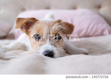 Jack Russell terrier dog resting on bed. Small cute puppy lying on soft blanket indoors. Jack Russell terrier dog resting on bed. Small cute puppy lying on soft blanket indoors. 140772726