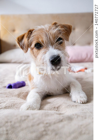 Jack Russell Terrier puppy resting on bed. Small dog lying on cozy mattress with toy. Jack Russell Terrier puppy resting on bed. Small dog lying on cozy mattress with toy. 140772727
