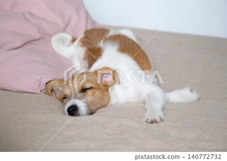 Small Jack Russell terrier puppy sleeping on cozy bed. Cute dog resting on soft blanket. Small Jack Russell terrier puppy sleeping on cozy bed. Cute dog resting on soft blanket. 140772732