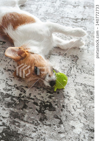 Jack Russell Terrier puppy playing with green spiky toy on rug. Jack Russell Terrier puppy playing with green spiky toy on rug. 140772733