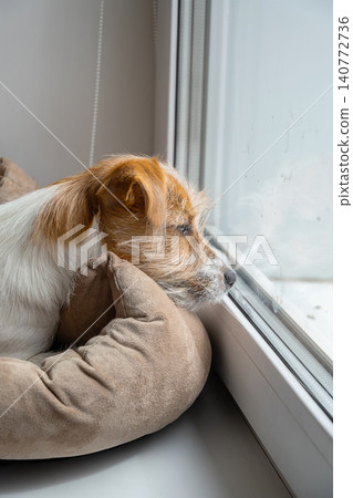 Jack Russell Terrier dog lying on soft pet bed looking through glass window. Jack Russell Terrier dog lying on soft pet bed looking through glass window. 140772736