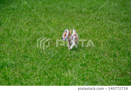 Jack Russell terrier puppy running on grass with toy in mouth. Jack Russell terrier puppy running on grass with toy in mouth. 140772739