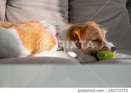 Jack Russell Terrier dog chewing on green spiky toy while lying on sofa. Jack Russell Terrier dog chewing on green spiky toy while lying on sofa. 140772759