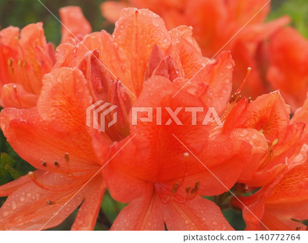 雨後的清晨杜鵑花(20260528054931) 雨後的清晨杜鵑花(20260528054931) 140772764