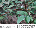 Close-up of unripe blueberries and leaves (copy space available) 140772767