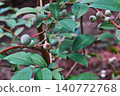 Close-up of unripe blueberries and leaves (copy space available) 140772768