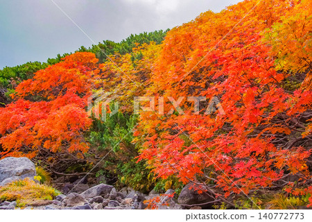 Autumn morning light: Mount Norikura at the peak of its autumn foliage season, with the rowan trees dyed bright red taking center stage in a colorful autumn landscape. Autumn morning light: Mount Norikura at the peak of its autumn foliage season, with the rowan trees dyed bright red taking center stage in a colorful autumn landscape. 140772773