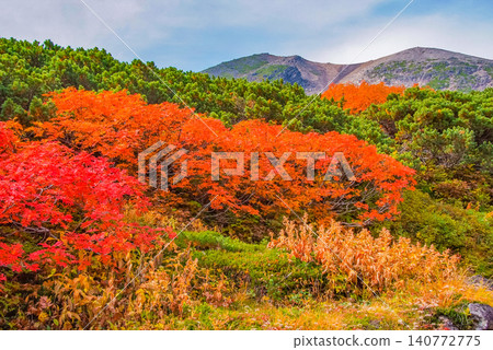 秋日的清晨:乘鞍山正值秋葉最盛之時,色彩斑斕的山楂樹染成鮮紅色,成為秋日美景的焦點。 秋日的清晨:乘鞍山正值秋葉最盛之時,色彩斑斕的山楂樹染成鮮紅色,成為秋日美景的焦點。 140772775