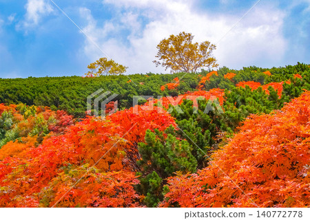 On a clear autumn day, the vibrant red rowan trees along the hiking trails of Mt. Norikura, at the peak of its autumn foliage season, and the orange leaves standing out against the ridgeline create a stunning spectacle. On a clear autumn day, the vibrant red rowan trees along the hiking trails of Mt. Norikura, at the peak of its autumn foliage season, and the orange leaves standing out against the ridgeline create a stunning spectacle. 140772778