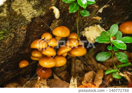 251019 Nagano Prefecture, Okushiga Valley, Zakogawa Forest Road 251019 Nagano Prefecture, Okushiga Valley, Zakogawa Forest Road 140772788