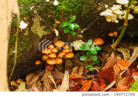 251019 Nagano Prefecture, Okushiga Valley, Zakogawa Forest Road 140772789