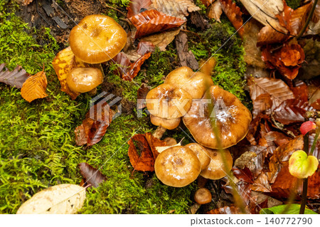 251019 Nagano Prefecture, Okushiga Valley, Zakogawa Forest Road 251019 Nagano Prefecture, Okushiga Valley, Zakogawa Forest Road 140772790