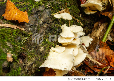 251019 Nagano Prefecture, Okushiga Valley, Zakogawa Forest Road 251019 Nagano Prefecture, Okushiga Valley, Zakogawa Forest Road 140772803