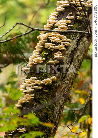 251019 Nagano Prefecture, Okushiga Valley, Zakogawa Forest Road 140772806