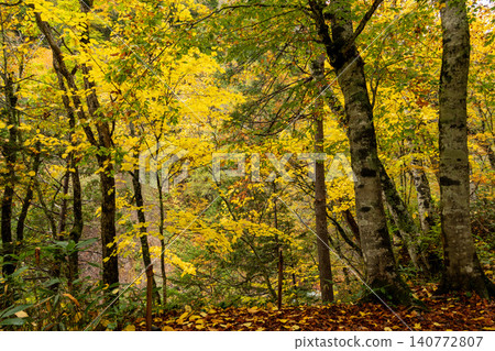 251019 Nagano Prefecture, Okushiga Valley, Zakogawa Forest Road 140772807
