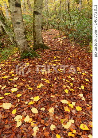 251019 Nagano Prefecture, Okushiga Valley, Zakogawa Forest Road 251019 Nagano Prefecture, Okushiga Valley, Zakogawa Forest Road 140772812