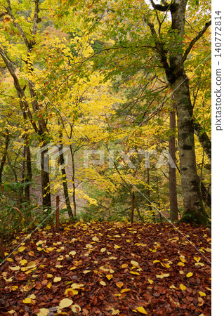 251019 Nagano Prefecture, Okushiga Valley, Zakogawa Forest Road 251019 Nagano Prefecture, Okushiga Valley, Zakogawa Forest Road 140772814