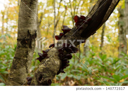 251019 Nagano Prefecture, Okushiga Valley, Zakogawa Forest Road 251019 Nagano Prefecture, Okushiga Valley, Zakogawa Forest Road 140772817
