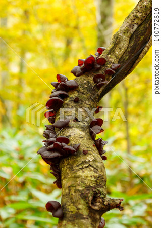 251019 Nagano Prefecture, Okushiga Valley, Zakogawa Forest Road 251019 Nagano Prefecture, Okushiga Valley, Zakogawa Forest Road 140772819