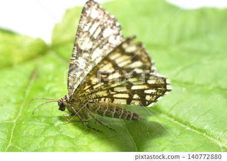 The latticed geometrid moth is a species of butterfly in the family Geometridae. The latticed geometrid moth is a species of butterfly in the family Geometridae. 140772880