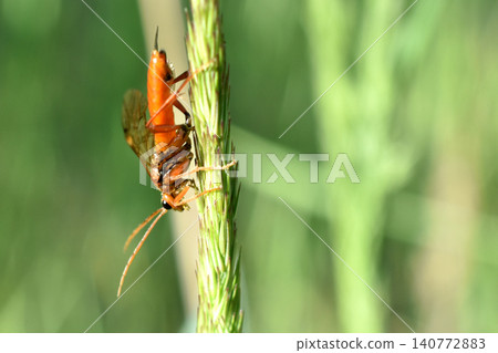A sawfly insect from the family of true sawflies. A sawfly insect from the family of true sawflies. 140772883