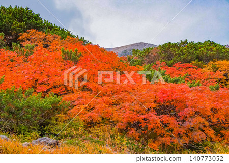 在一個晴朗的秋日，美麗的景色徐徐展開：雪山乘鞍山的山坡作為背景，前景中盛開著鮮豔的紅色花楸樹。 140773052