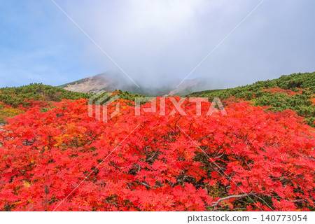 On a clear autumn day, a beautiful scene unfolds with the snow-capped slopes of Mount Norikura as a backdrop, and vibrant red rowan trees in full bloom in the foreground. 140773054