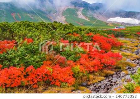 在一個晴朗的秋日,美麗的景色徐徐展開:雪山乘鞍山的山坡作為背景,前景中盛開著鮮豔的紅色花楸樹。 在一個晴朗的秋日,美麗的景色徐徐展開:雪山乘鞍山的山坡作為背景,前景中盛開著鮮豔的紅色花楸樹。 140773058